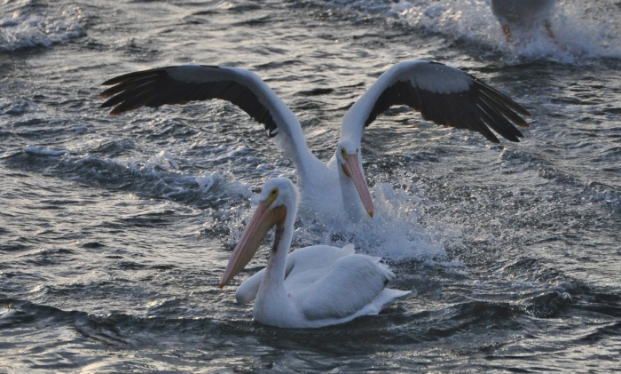 white pelicans on water